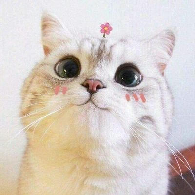 smsmahm757's profile picture