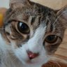 Profilbild von Sans Souci