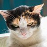 Profilbild von 和美🐈🇹🇼🇯🇵投資垢