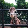 Фото профиля ずんちゃ