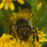 Profilbild von Der Bienenmann