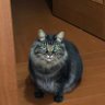 Фото профиля 保護猫メルちゃん（mariko）