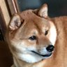 じおたろー profil fotoğrafı