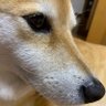 Profilbild von kay ;) 🎹 鍵盤は歌ほどに物を言う