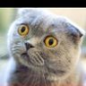 KÖH🐱 profil fotoğrafı