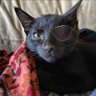 Crenshaw Kitty's profile picture