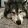 more powder's profile picture
