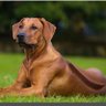 Rhodesian Ridgeback 的头像