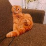 Ost profil fotoğrafı