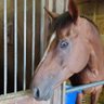 金谷horse profil fotoğrafı