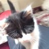 Profilbild von Oscar