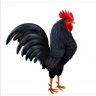 Jogoo profil fotoğrafı