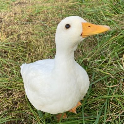 北のぴーちゃんfarm's profile picture