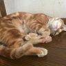 Фото профиля きたまー