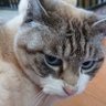 まみねこ's profile picture