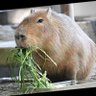カピバラ's profile picture