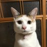 もかるな 的头像