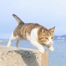 Фото профиля ザキヤマと飛びねこ