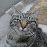 キジトラクーチャン2 的头像
