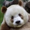 Panda CZ's profile picture