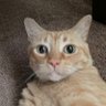 Profilbild von Devotion Orange