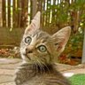 king peanut profil fotoğrafı