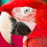 Фото профиля Papagaio_Valente