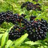 Profilbild von Elderberry Champagne