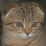 Profilbild von ノア