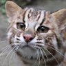 Profilbild von 對馬山猫(ФωФ)
