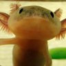 こてたん's profile picture