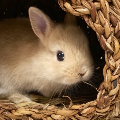 きなこ(呟き主:とん)'s profile picture