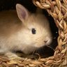 きなこ(呟き主:とん)'s profile picture