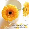 احمد's profile picture
