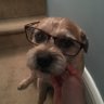Frank The Dog 的头像