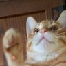 えあーこんとろーる 的头像