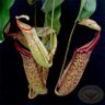 Nepenthes 'Miranda''s profile picture