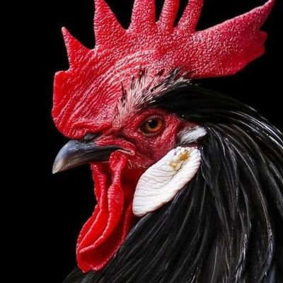 Galo Forte Vingador!'s profile picture
