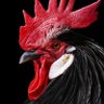 Фото профиля Galo Forte Vingador!