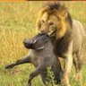 ハクナマタタ(意味深) 的头像