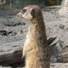 az64's profile picture