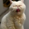 Демон profil fotoğrafı