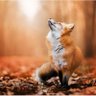 Fox 2.0 的头像
