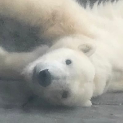そらまめきなこ's profile picture