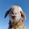 主唱是只猫 profil fotoğrafı