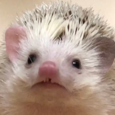 togetogehariri's profile picture