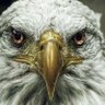 Özgüray Altınok profil fotoğrafı