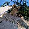 Skenjavi profil fotoğrafı