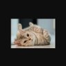 Фото профиля Meaow