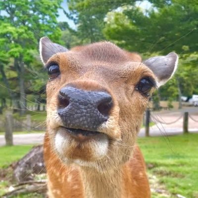 鹿達の日常 【nara deer channel】's profile picture